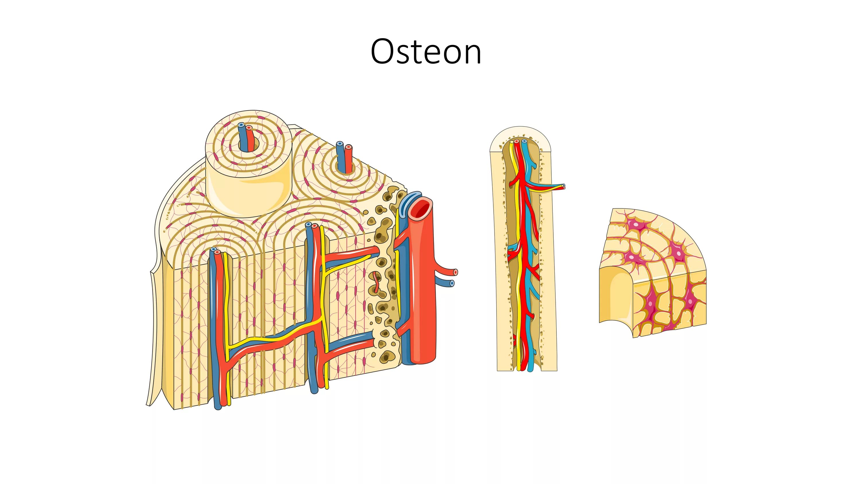 Остеон гаверсова система. Строение костей Остеон. Строение остеона анатомия. Строение кости Остеон. Остеон ткань