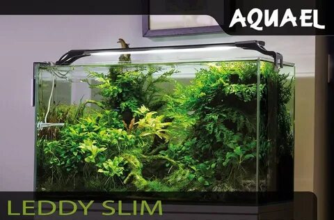 Aquael leddy plant