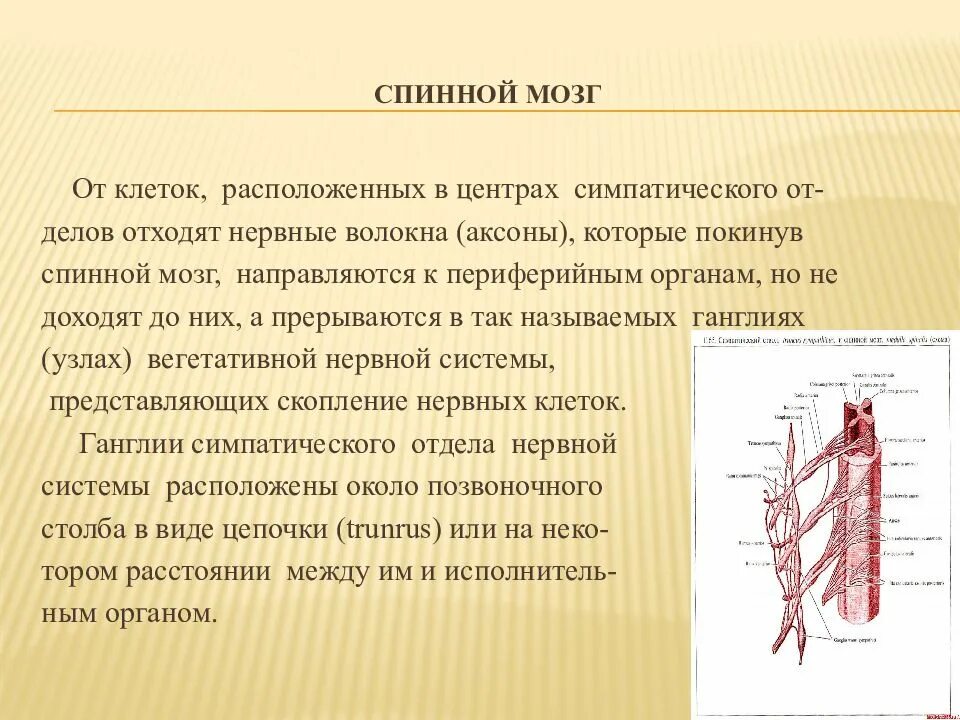 Биология 8 строение нервной системы спинной мозг. Нервная система спинной мозг структура. Центральная часть нервной системы состав. Строение нервной системы спинной мозг 8 класс. Краткий пересказ по теме строение нервной системы.спинной мозг.