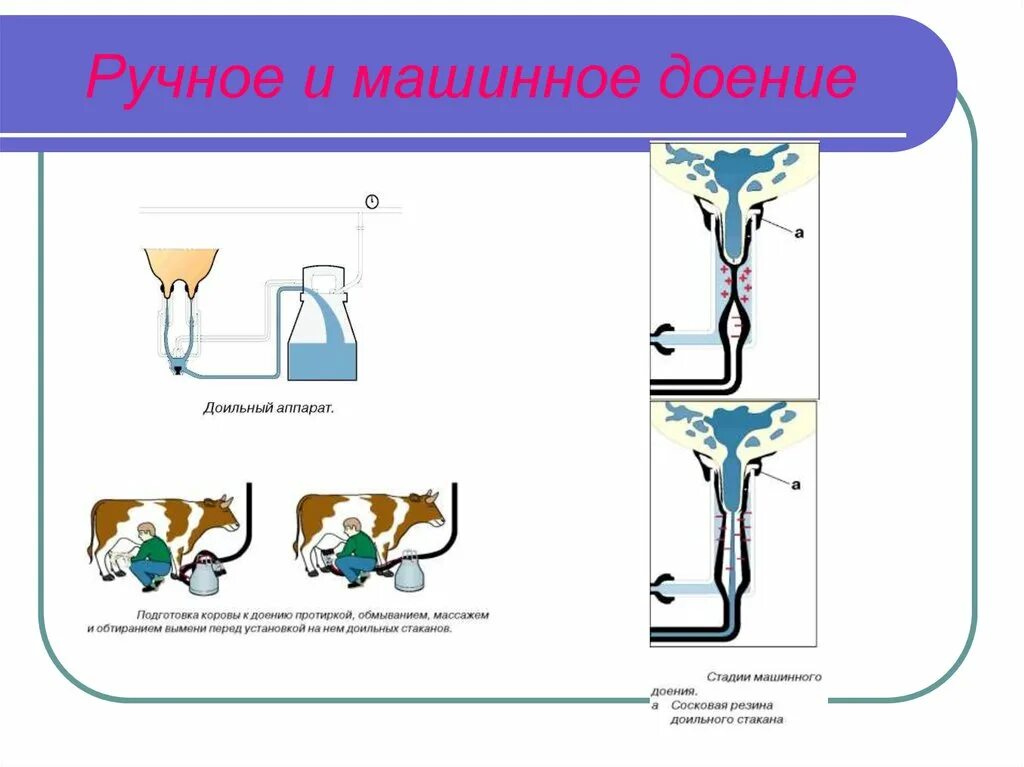 Машинная система доения коров. Механизированное доение коров. Этапы доения коровы кратко. Технология машинного доения. Алгоритм действий машинного доения.