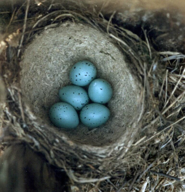 Какого цвета яйца птиц. Трясогузка яйца в гнезде. Варакушка гнездо. Обыкновенная Каменка гнездо. Варакушка гнездо с яйцами.