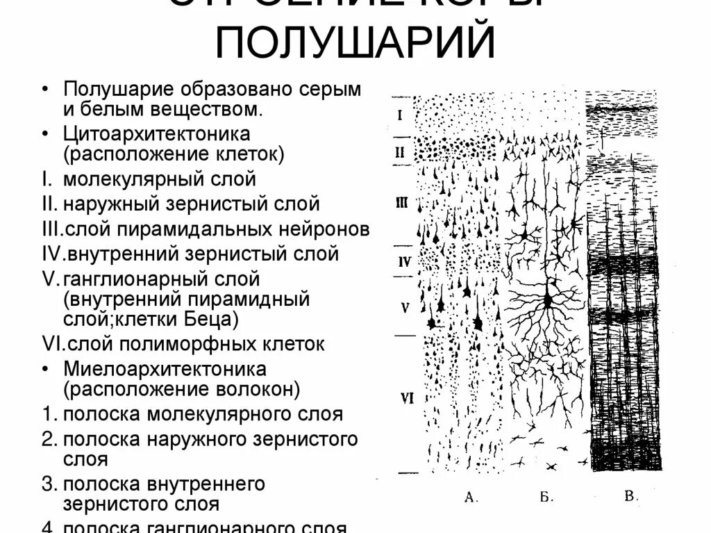 Микроскопическое строение коры полушарий головного мозга. Слои коры головного мозга гистология. Строение коры больших полушарий мозга гистология. Строение слоев коры головного мозга.