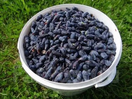 Косточки смородины