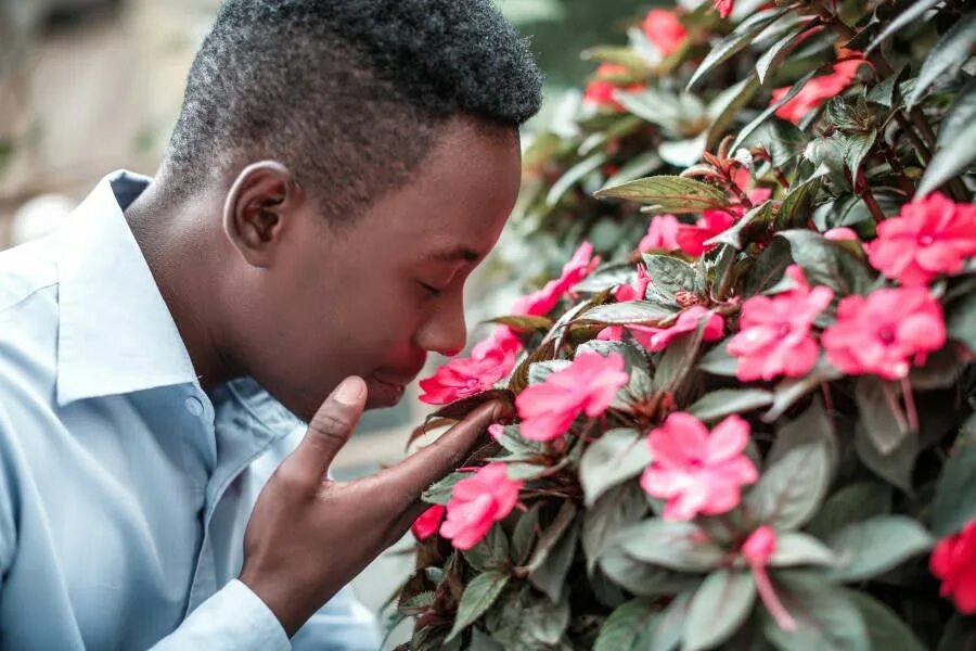 Why you smell this flower