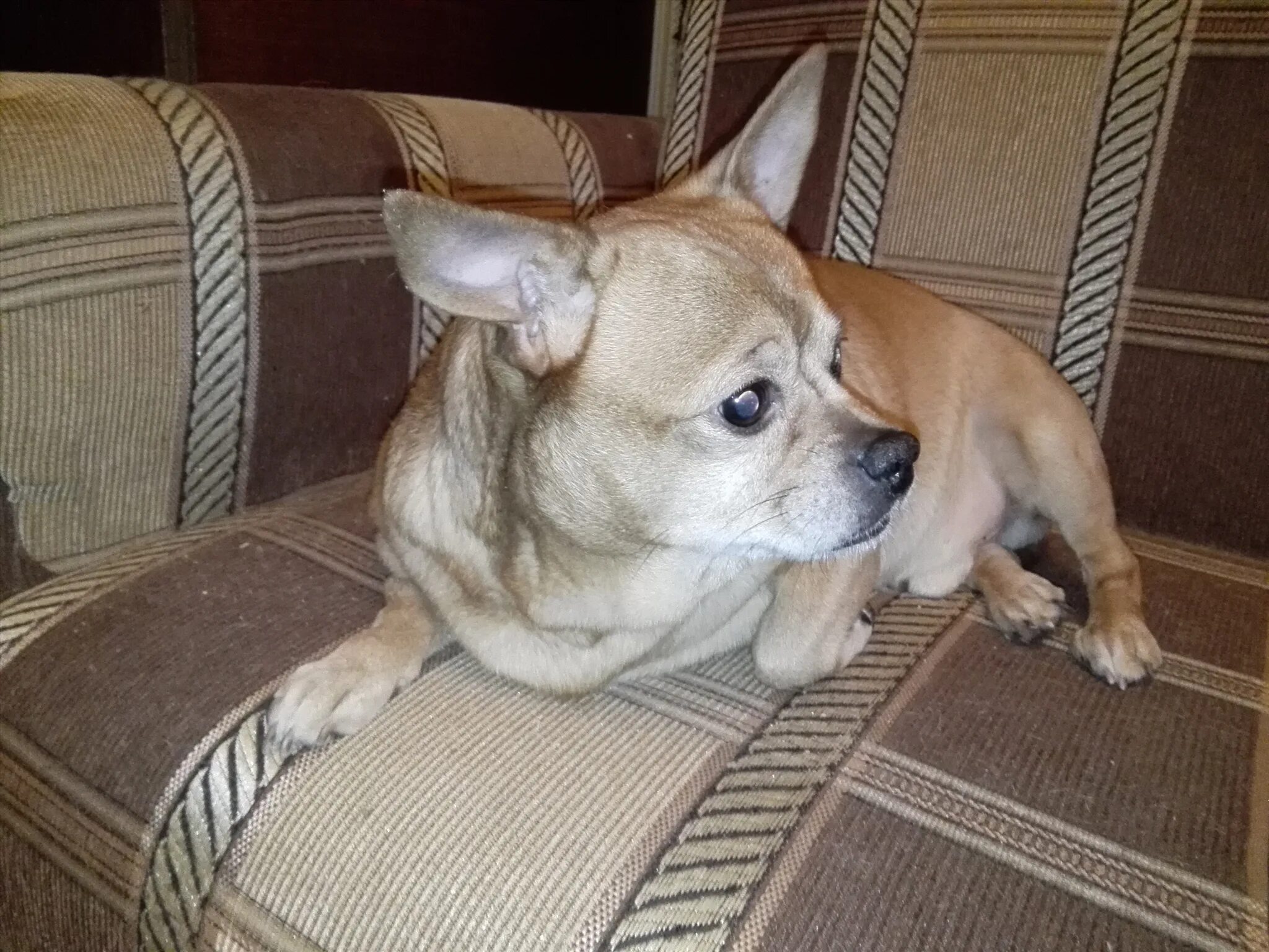 отдам даром щенка. щенки метисы овчарки в добрые руки. авито щенок отдать даром. щенки в хорошие руки. авито щенок отдать даром.