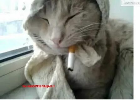 Коты курят сигареты