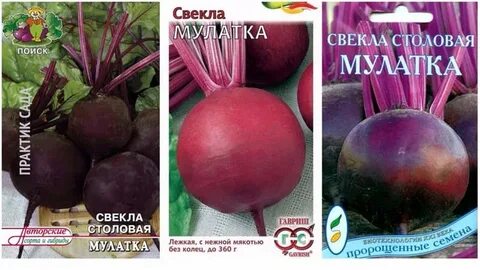 Свекла мулатка описание