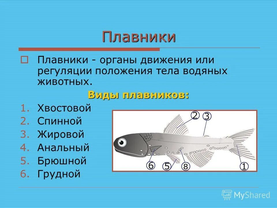 Плавники рыб. Плавники виды. Лососеобразные жировой плавник. Типы плавников у рыб.