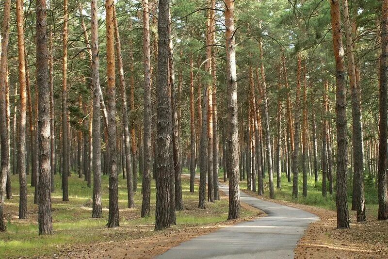 санаторий сосновый бор алтайский край. сосновый бор барнаул лес. санаторий сосновый ижевск. сосновый бор барнаул лес. сосновый бор алтайский край.