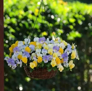 Виола ампельная