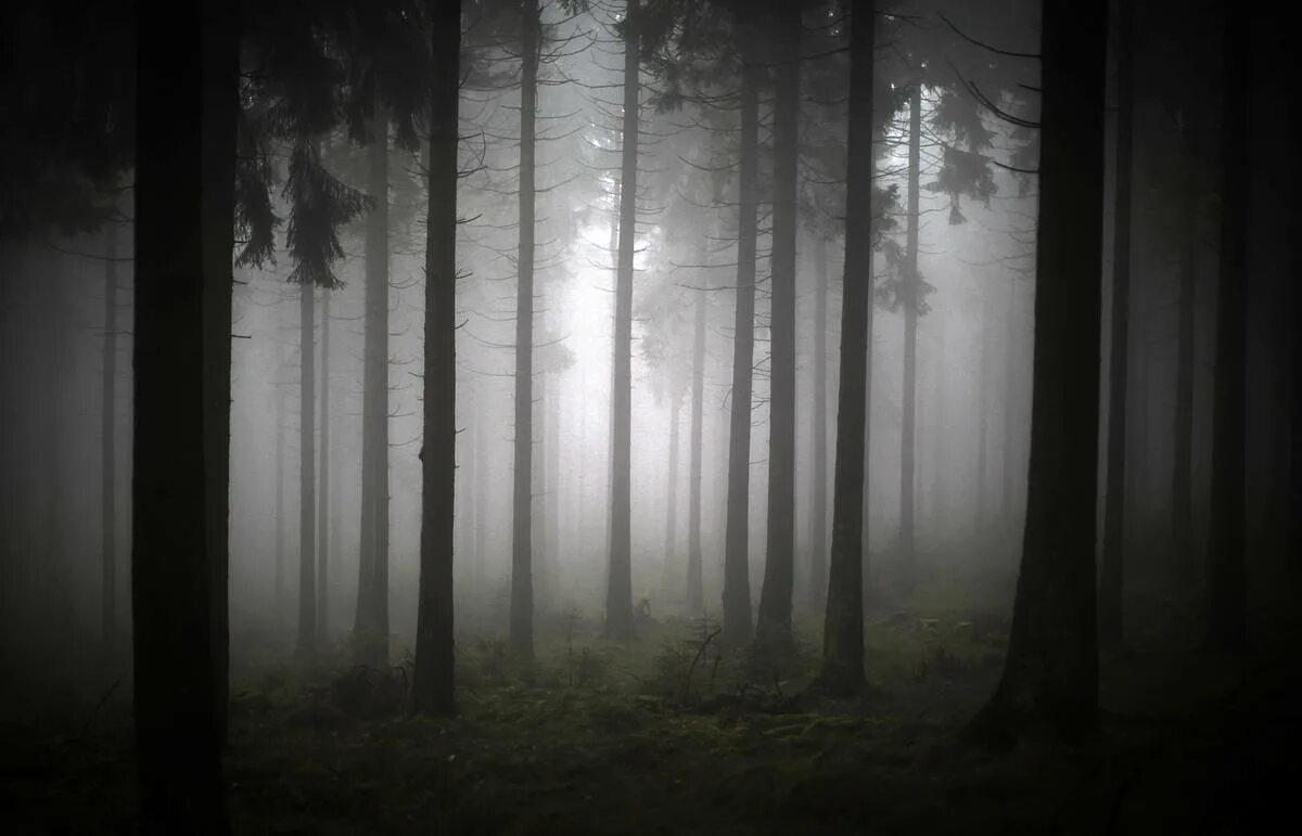 «ночь в лесу». темный сосновый лес. темный дремучий лес. еловый темный лес угра. темный сосновый лес.
