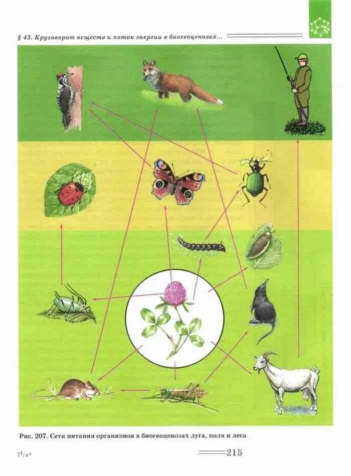 Биогеоценоз Луга цепи питания. Цепь питания в экосистеме Луга. Схема пищевой Цепочки Луга. Круговорот цепи питания на лугу. Цепь питания луга 5 класс