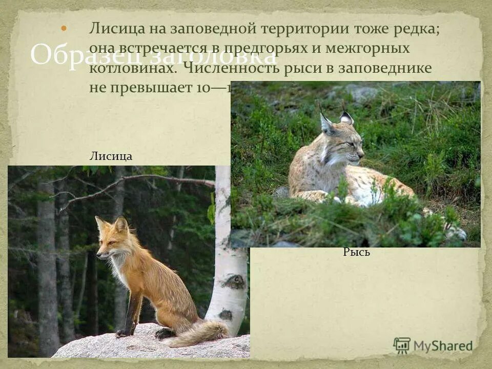 Красивые дикие животные. Рысь с фотоаппаратом. Рысь — lynx lynx. Животные рысь. Где живет рысь.