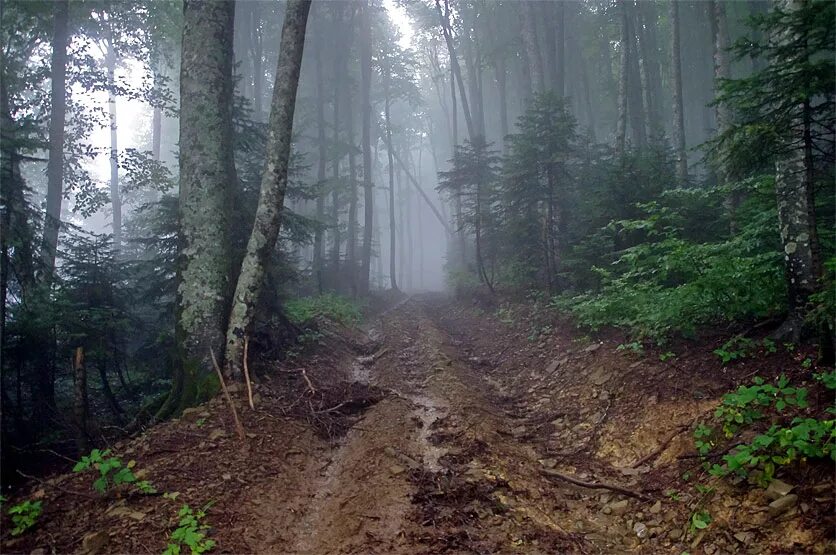 Лес мокрый дождь. Лес после дождя. Дождь в лесу. Ливень в лесу. Хвойный лес дождь.