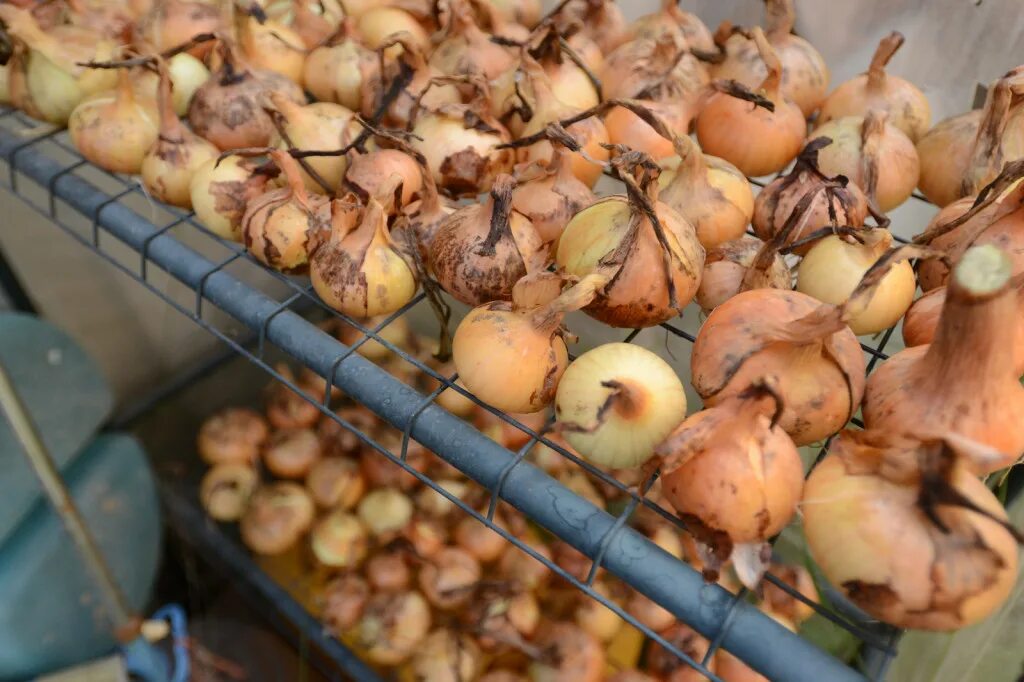 Приспособления для сушки чеснока. Лук севок центурион. Как высушить лук. Сушить лук на зиму. Как высушить лук.