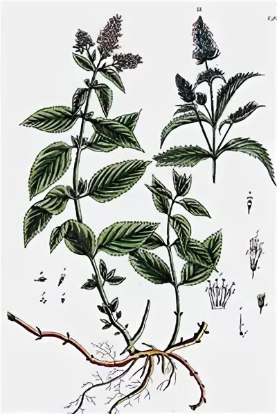 Корневище мяты. Корня у мяты перечной. мята перечная корневая система. мята перечная черенок. мята перечная ботаническая иллюстрация.