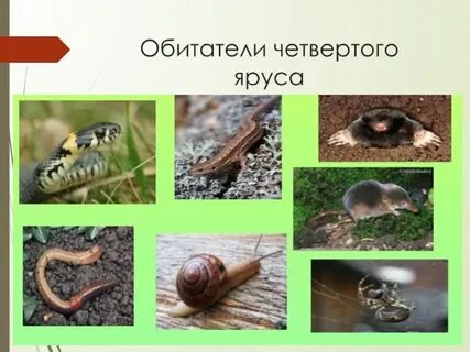Нижний обитатель