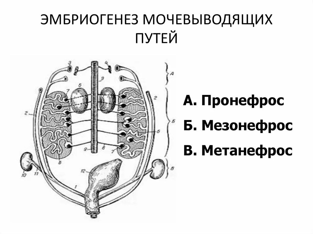 Эмбриогенез мочеполовой системы схема. Эмбриогенез органов мочевой системы. Стадии развития почки анатомия. Эмбриональное развитие мочевыделительной системы.