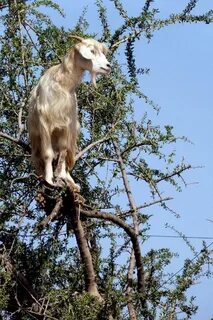 Real goat