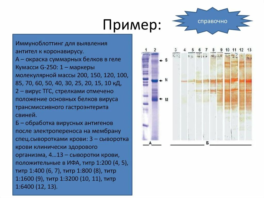 ИФА И иммуноблоттинг. Иммуноблот ВИЧ. Иммуноблоттинг суть метода. Иммуноблоттинг микробиология.