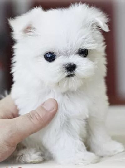 Pin on Cute Friends Cute dogs breeds, Cute dogs and puppies, Cute dogs