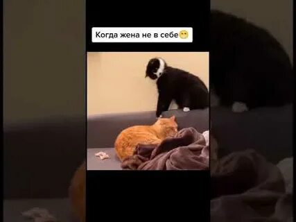 Коте mp4