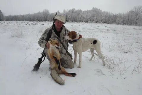 Охота с гончими на зайца видео свежее