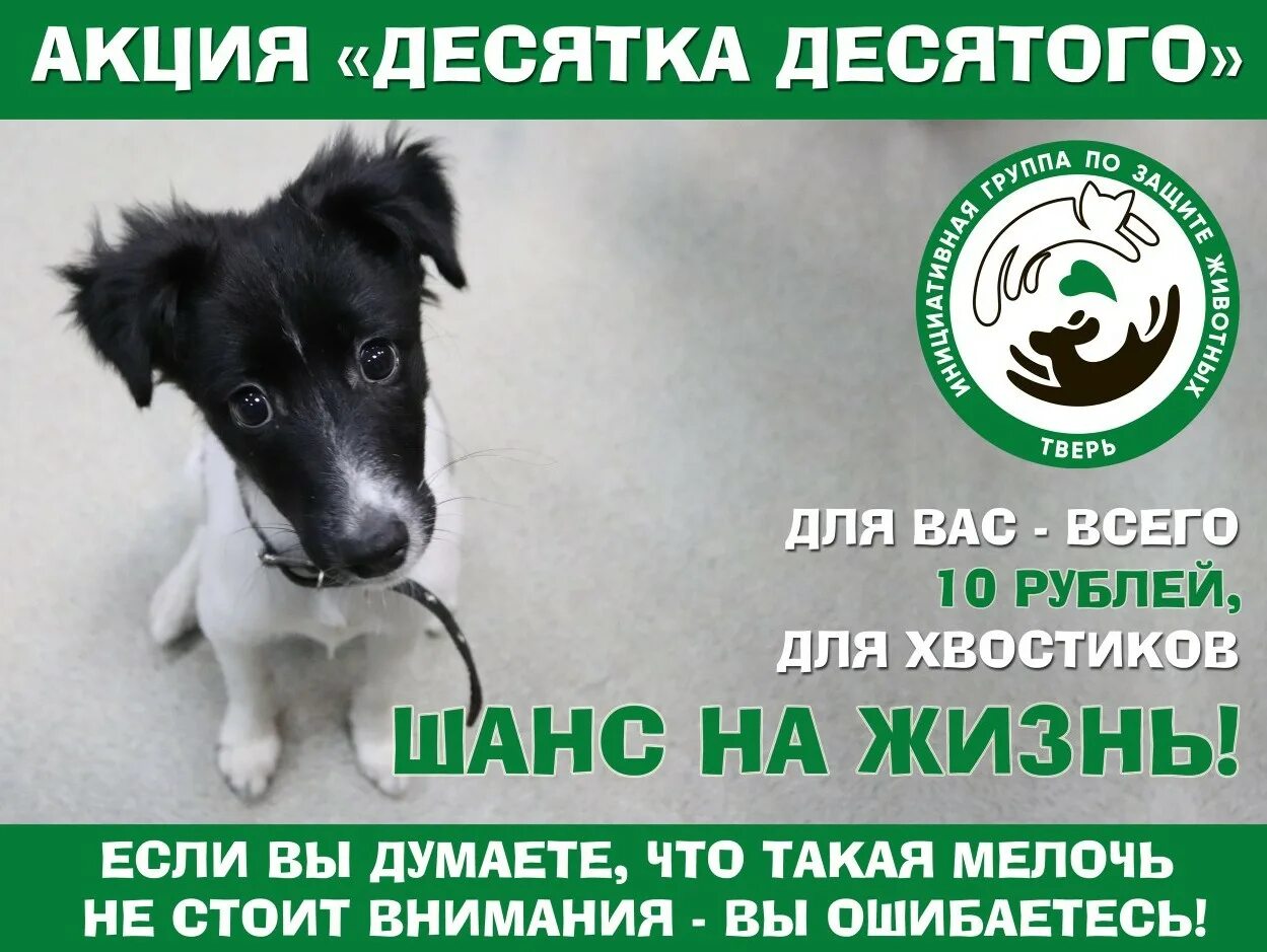 Помощь бездомным животным елец. Акция по защите животных. акции по защите бездомных животных. акция помощи бездомным животным. акция помощи бездомных животных.