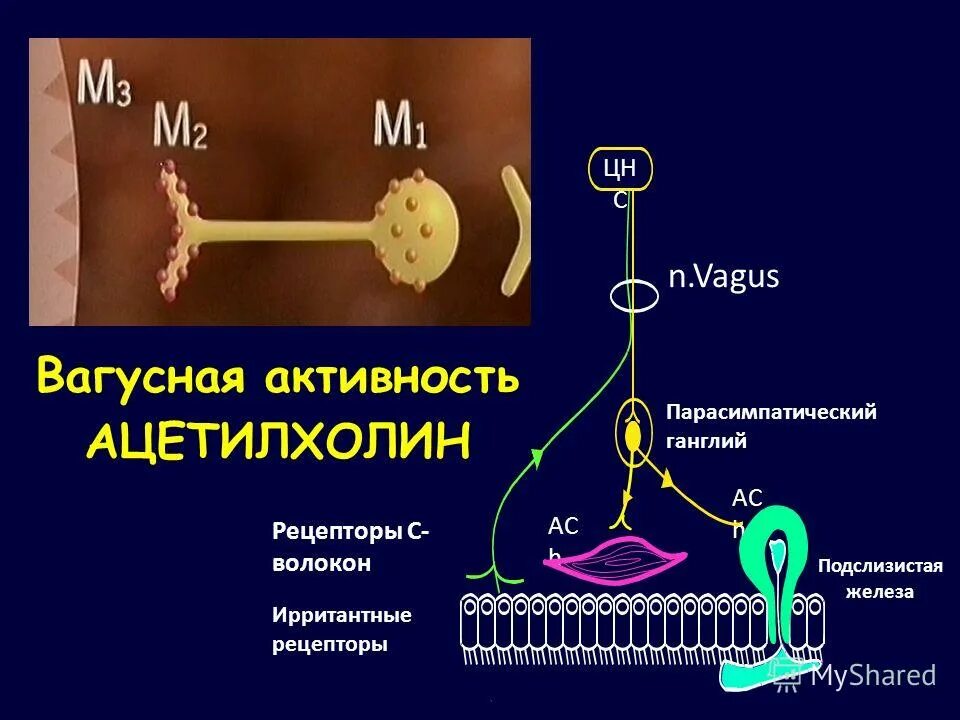 Крови на ат к ацетилхолиновому рецептору. Миастения антитела к ацетилхолиновым рецепторам. Строение аксо мышечного синапса. Антитела к ацетилхолиновым рецепторам норма. Миастения антитела к ацетилхолиновым рецепторам.