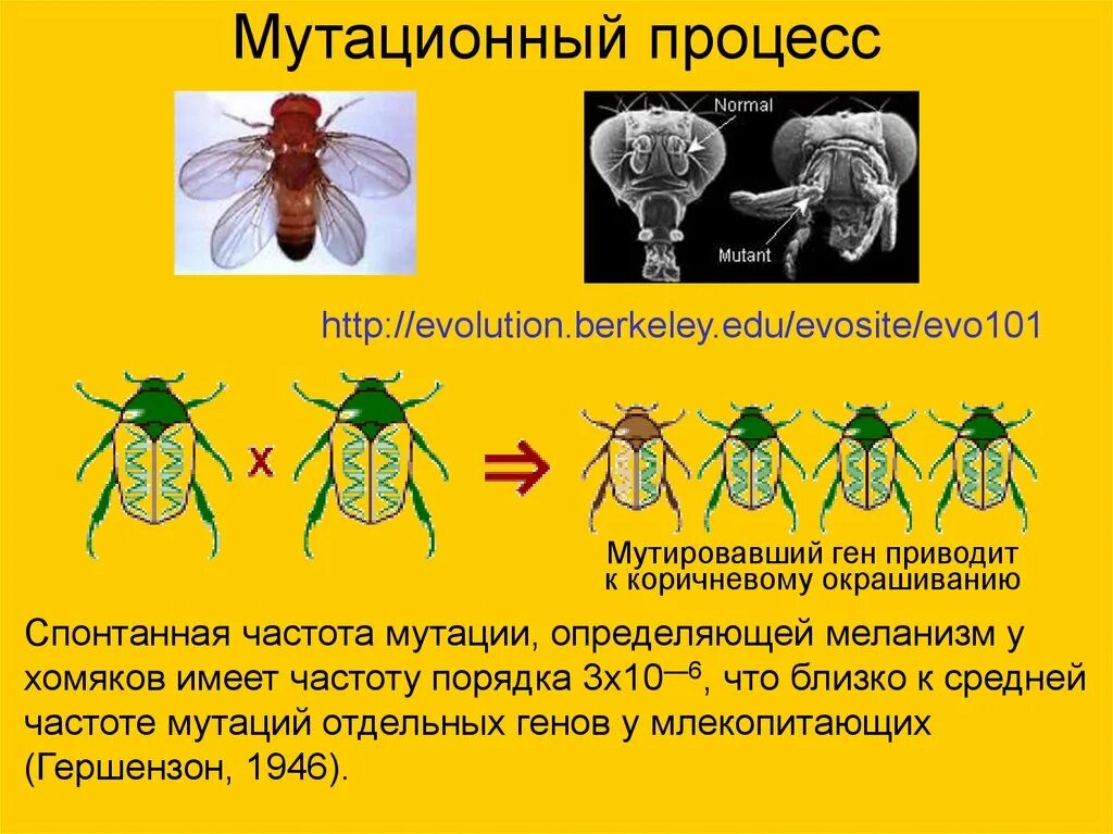 Мутационный процесс результат. Мутационный процесс. Мутационный процесс это в биологии. Мутационный процесс в эволюции. Мутационная изменчивость.