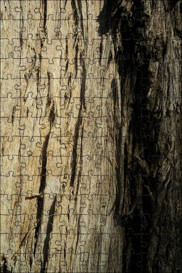 Дерево с необычной корой. Ствол дуба. Лай дерева. Дерево с цветной корой. Лай дерева.