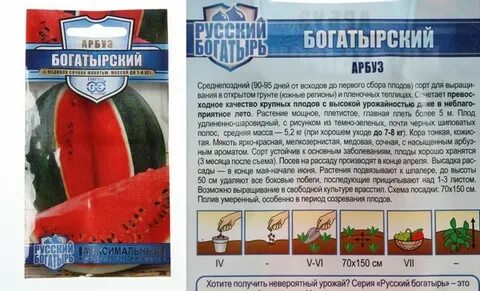 Сорт русский богатырь