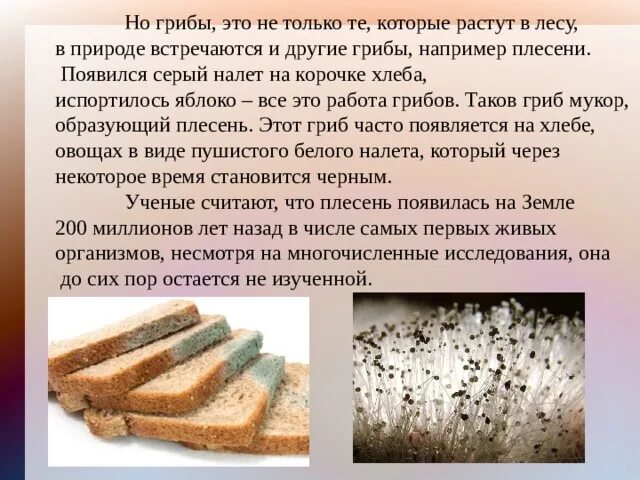 Плесневые грибы часто появляются на хлебе. Плесневые грибы на хлебе. Плесень мукор на хлебе. Почему на хлебе появляется плесень. Опишите плесень на хлебе.