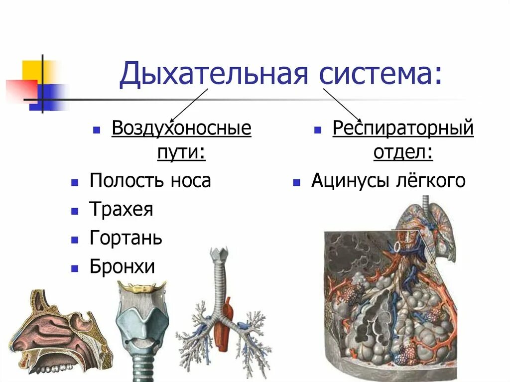 Воздухоносную функцию выполняет. Отделы органов дыхания воздухоносные. Строение воздухоносных путей дыхательной системы. Респираторный отдел дыхательной системы. Схема воздухоносных путей.