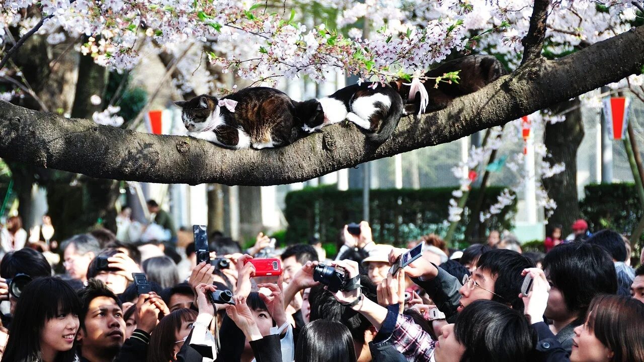 Фотографии японских кошек. День кошки в Японии. Храм кошек в Японии. Остров кошек. Остров котов в Японии.