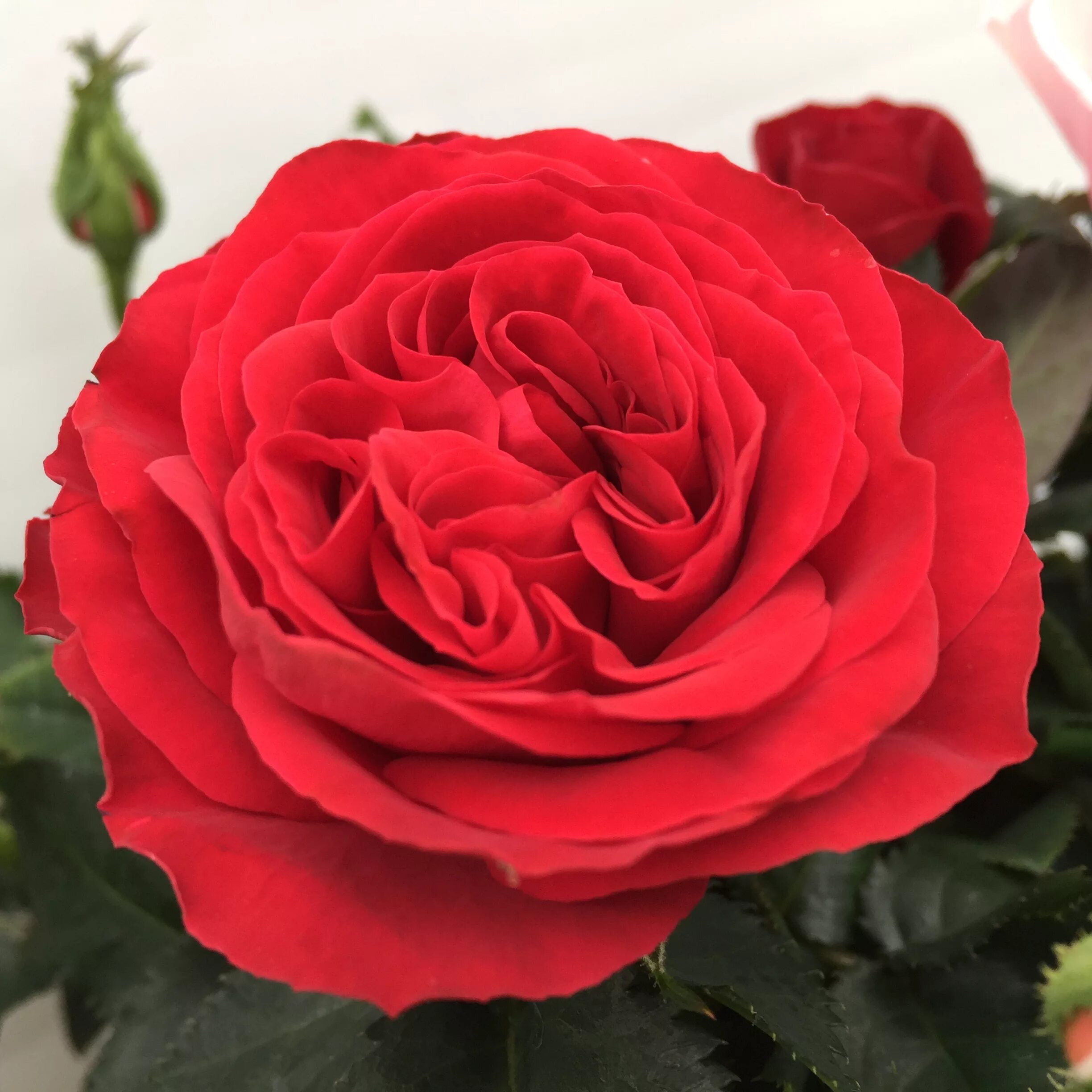 King rose. King rose. King rose. King rose. Сорт розы файер кинг.