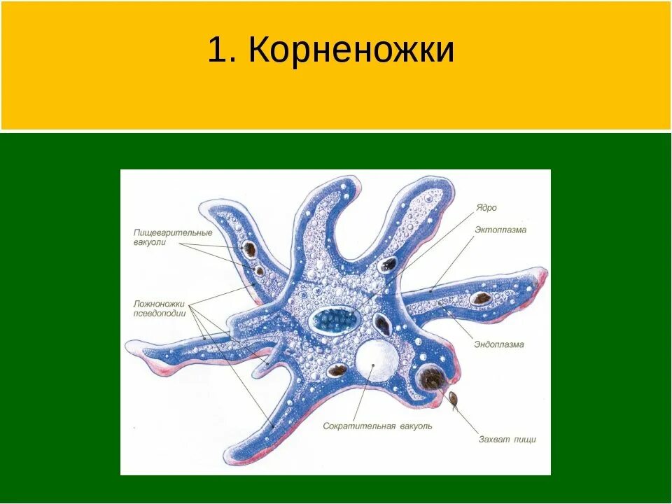 Строение типа простейшие. Корненожки амеба. Амёба обыкновенная 5 класс биология. Тип простейшие строение амебы. Саркодовые амеба обыкновенная.