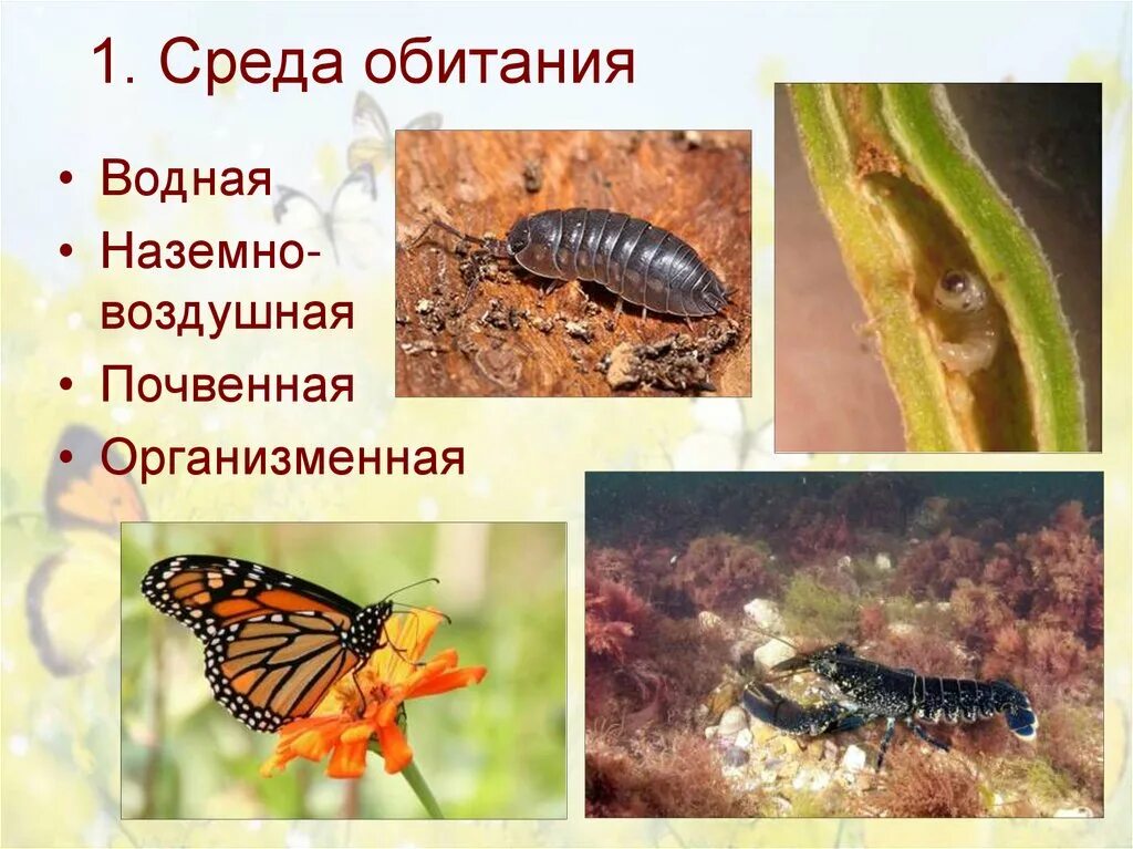 Блоха к какой среде обитания относится. Среда обитания членистоногих. среда обитания водная наземно-воздушная почвенная организменная. среды жизни членистоногих. наземно воздушные ракообразные.