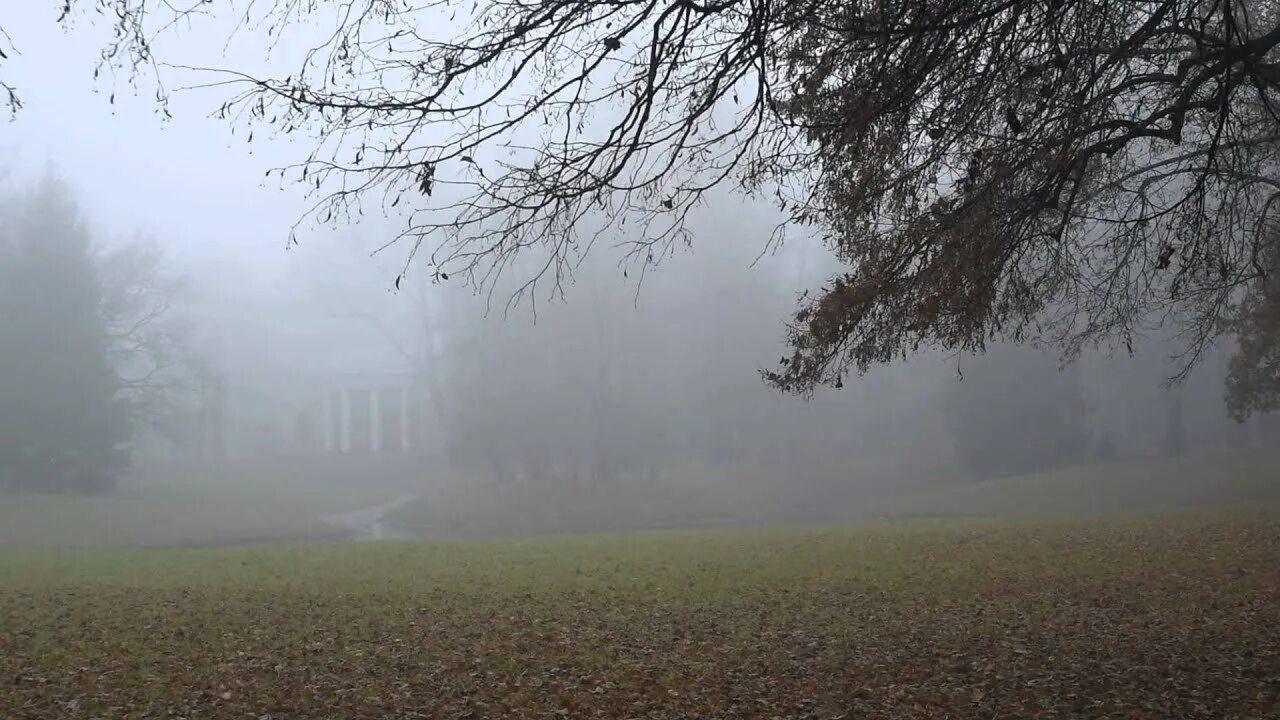 Туман без дождя. Футаж лес туман. Туман видео. Магический туман футаж. Фон для видео туман.