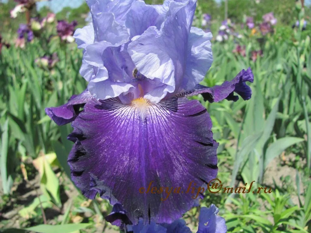 ирис жена пети