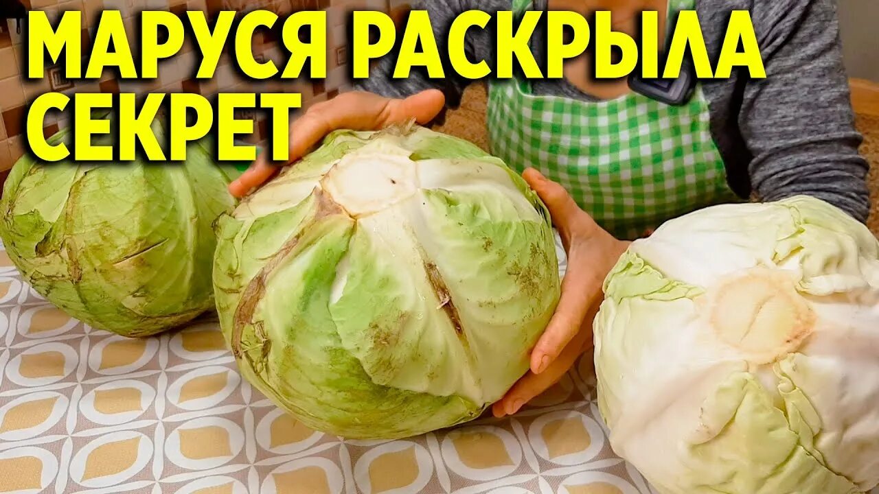 Капуста средних сортов для квашения. Как выбрать хорошую капусту. какая одежда капуста. обо всем с марусей квасим капусту.