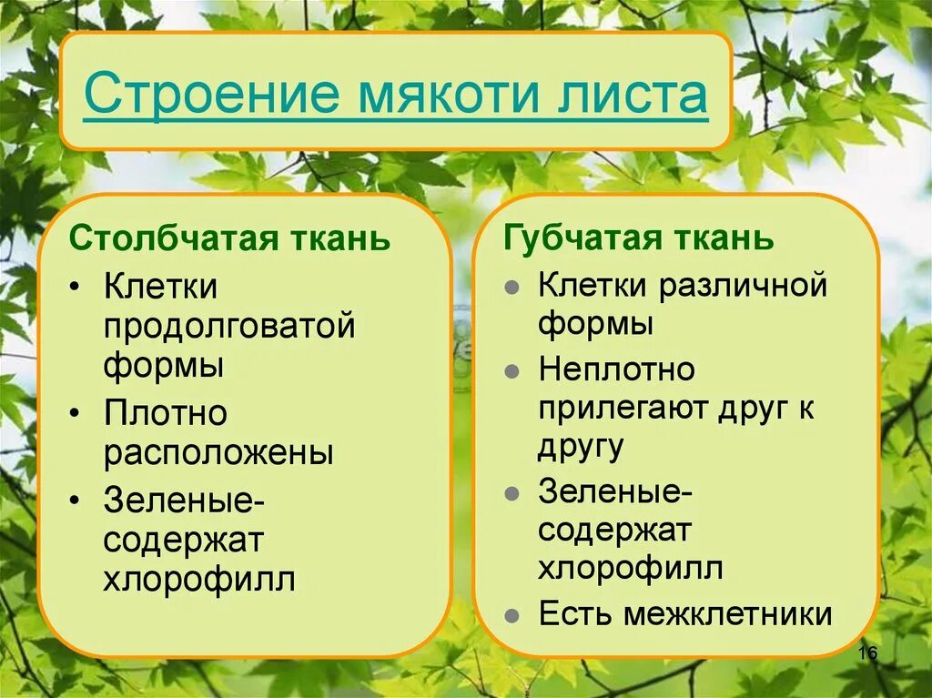 Какую функцию выполняют клетки мякоти листа. Строение мякоти листа столбчатая ткань. губчатая ткань мякоти листа. строение столбчатой ткани. функции мякоти листа.
