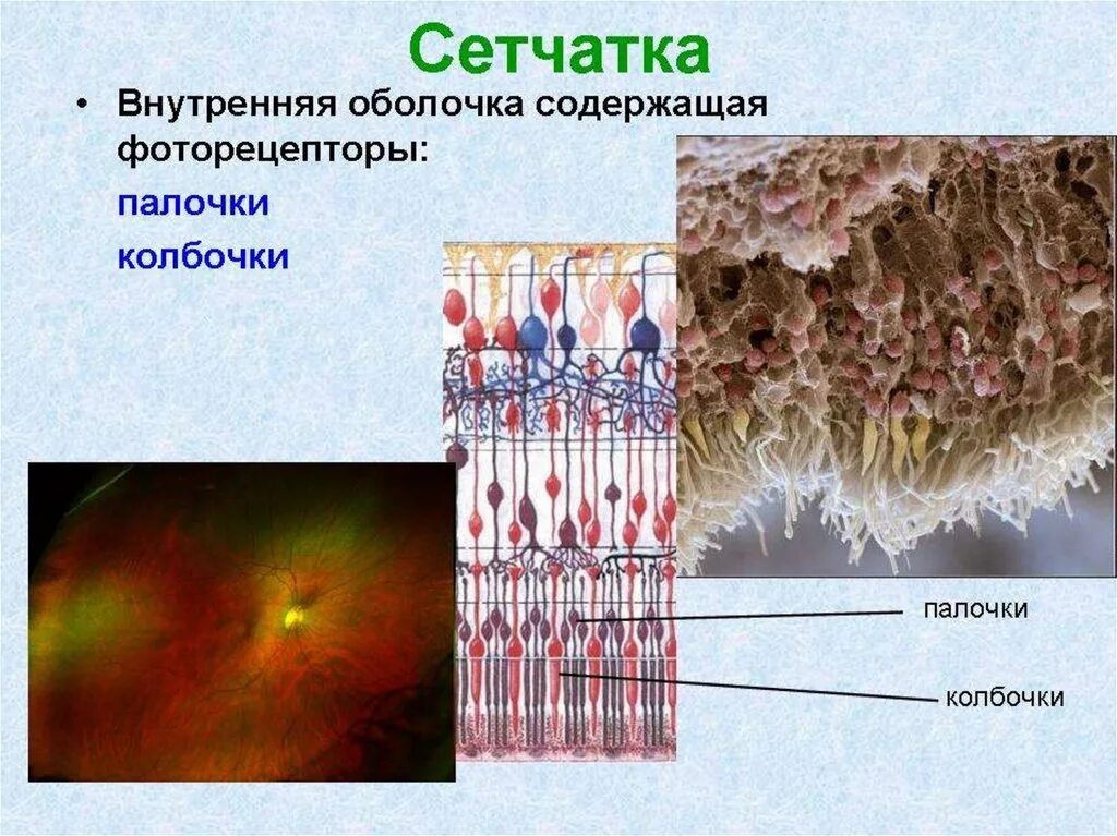 Внутренняя оболочка сетчатка строение. Палочки и колбочки сетчатки глаза. Строение колбочки сетчатки. Строение сетчатки фоторецепторы. Сетчатка размеры