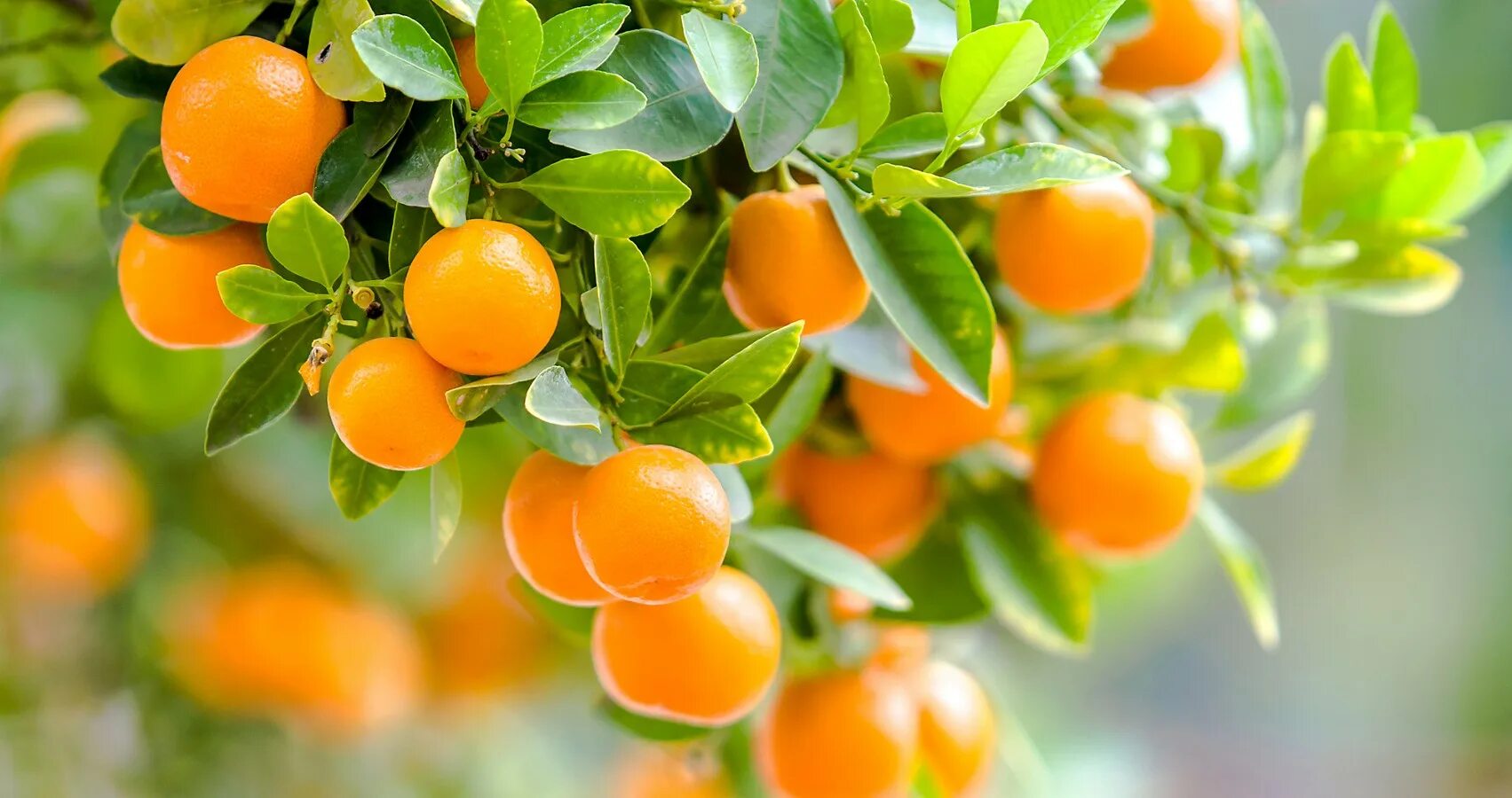 На дереве висят мандарины сначала. Мандарин. Апельсин на ветке. Апельсин с веточкой. Мандарин дерево.