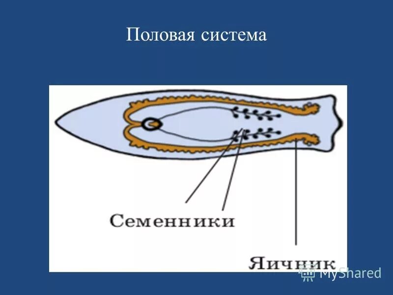 Какую симметрию имеет белая планария. Тип симметрии белой планарии. Какую симметрию имеет белая планария. Какую симметрию имеет белая планария. Двусторонняя симметрия тела у плоских червей.
