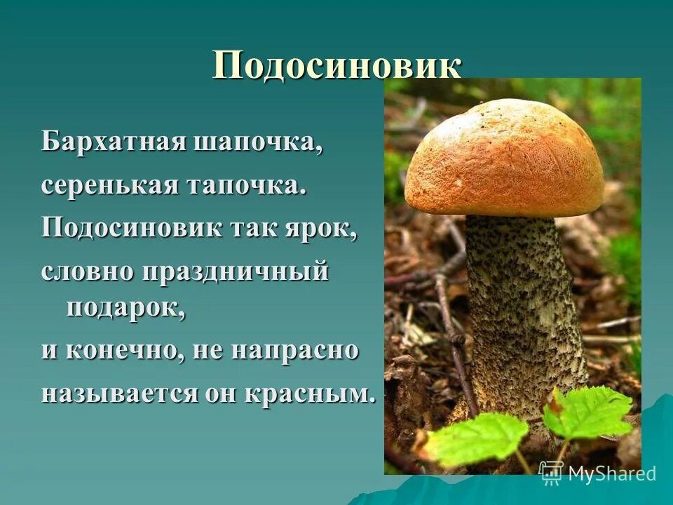 Почему подберезовик. Подосиновик с названием. интересные факты о подберезовике грибе. подосиновик описание. сообщение о грибе подосиновик.