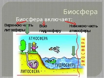 Биосфера включает