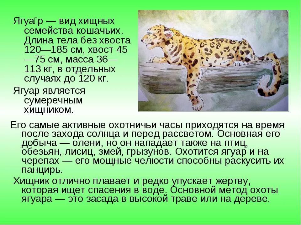 Толстой лев николаевич научно-познавательные рассказы. Научнопозновптельный рассказ. Художественные рассказы л н толстого. Ягуар описание животного. Сочинение про оленя.