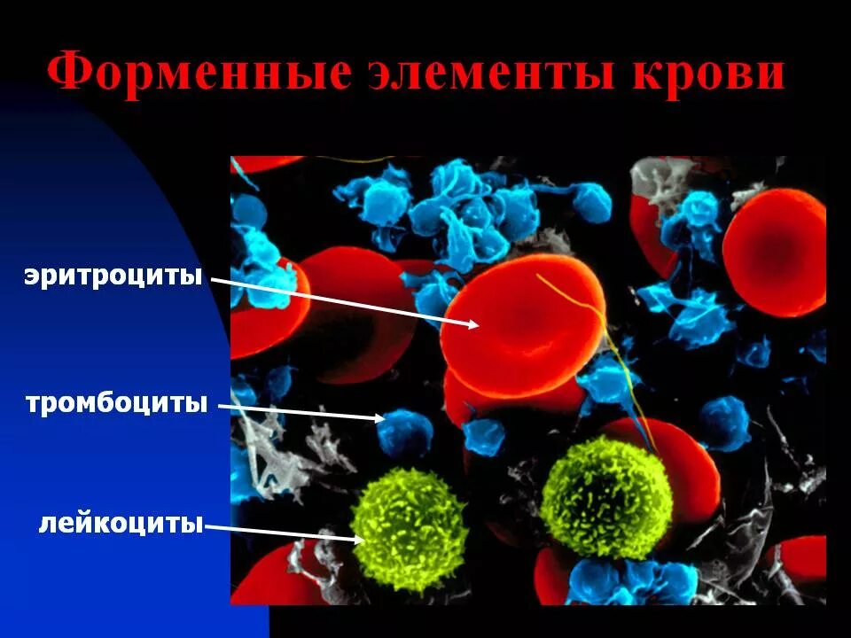 Перечислите элементы крови. Что такое эритроциты лейкоциты тромбоциты и их функция. Эритроциты лейкоциты тромбоциты. Клетки эритроциты лейкоциты тромбоциты. Форменные элементы крови эритроциты лейкоциты.