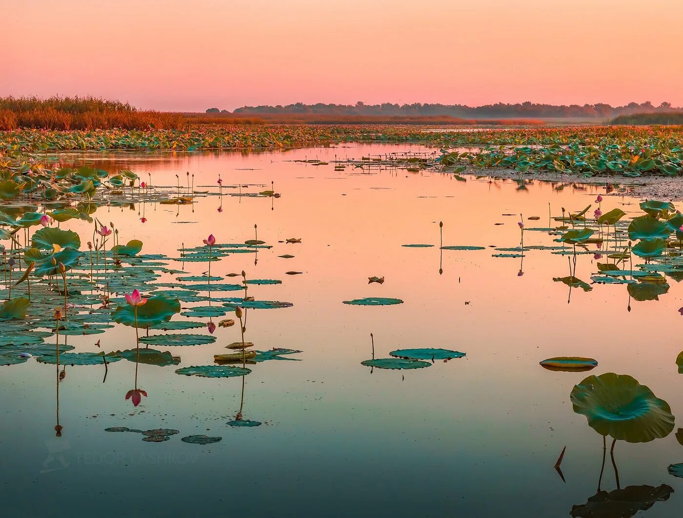 Вода в реке астрахань. Заповедник Астрахань Дельта. Дельта Волги Астраханский заповедник. Дельта реки Волга в Астрахани. Фёдор Лашков Дельта Волги.